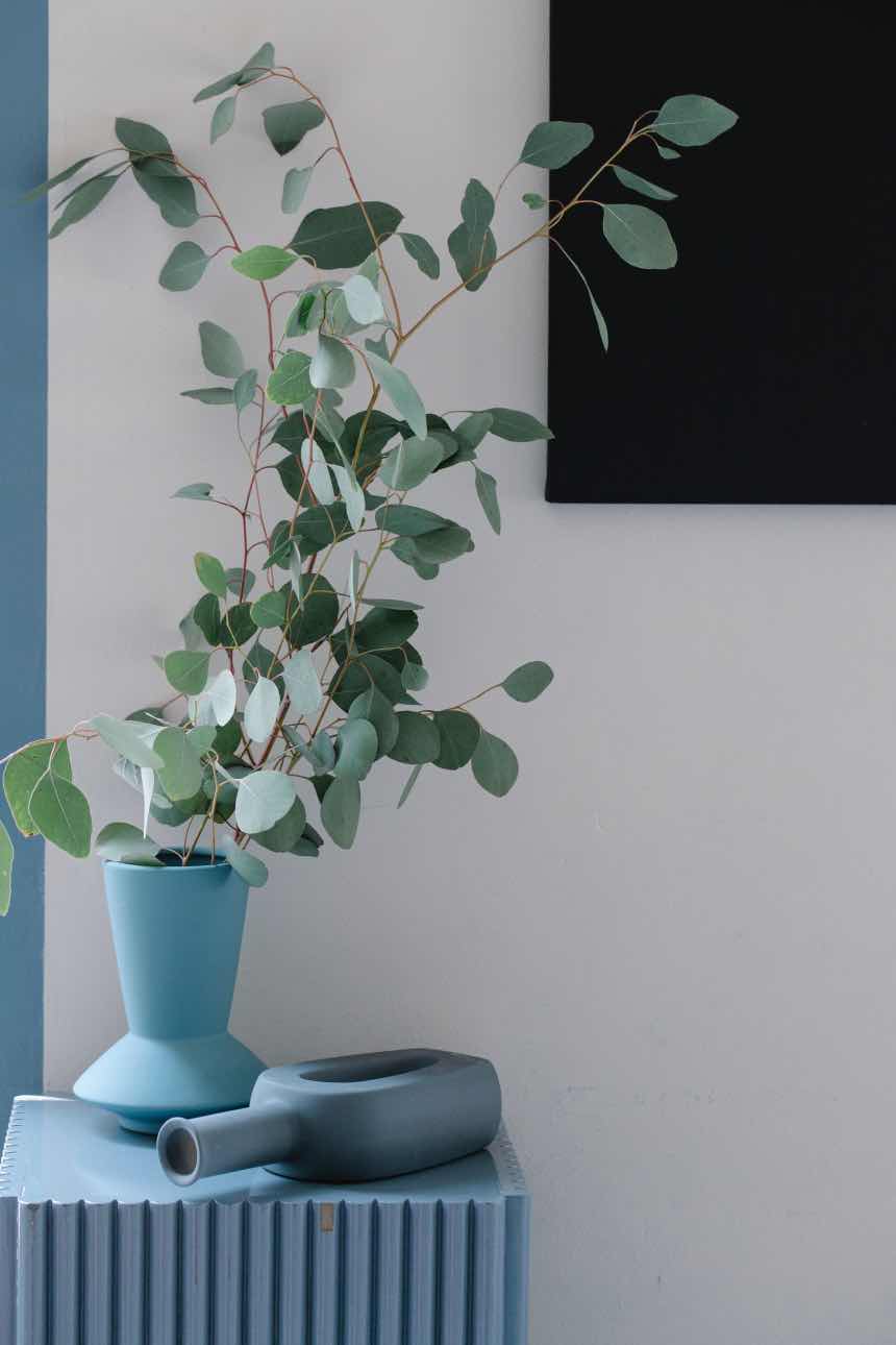Eucalyptus Plant Care - Indoor Care Guide