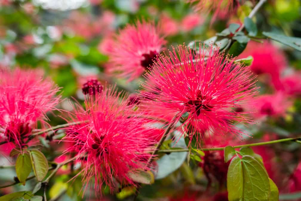 Growing a Fairy Duster Plant Indoors