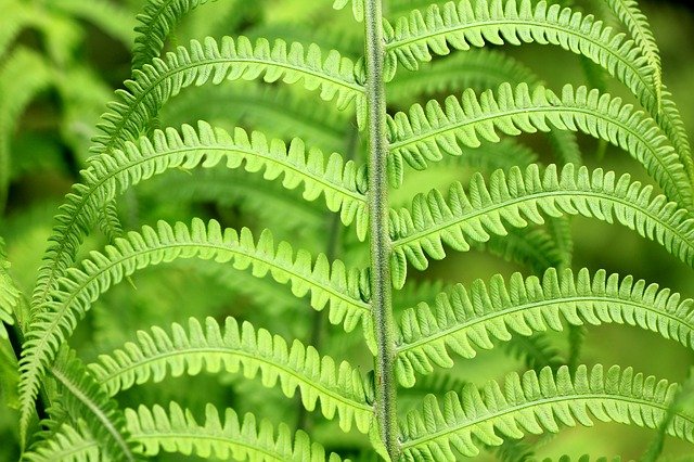 Growing Boston Ferns Indoors