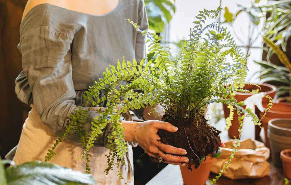 Indoor Fern Growing Tips