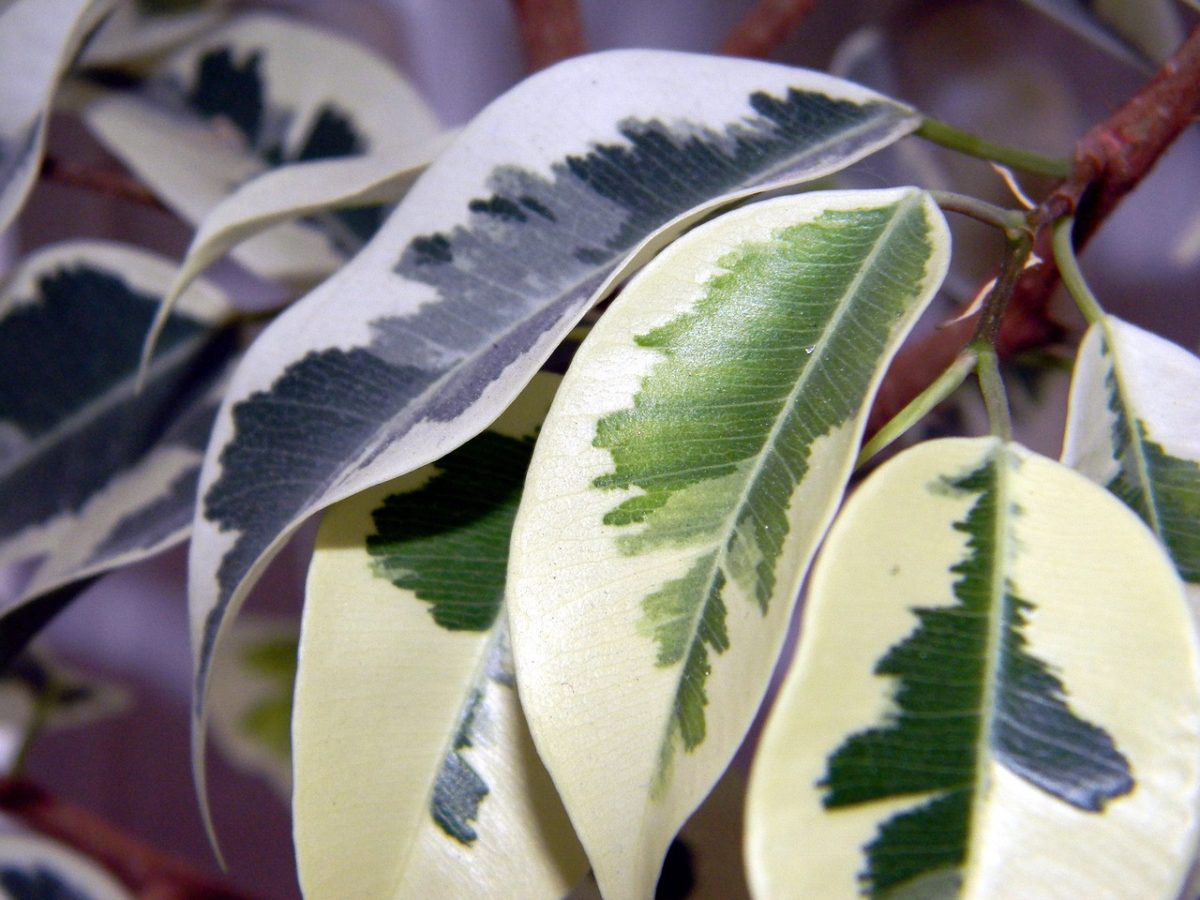 Growing Ficus Indoors