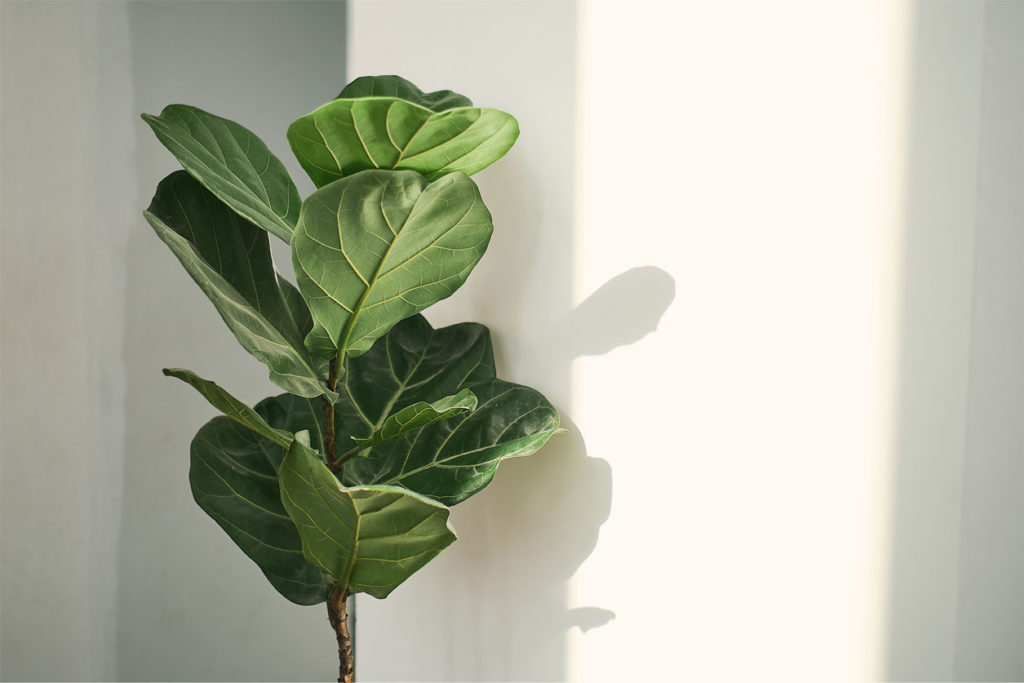 Fiddle Leaf Fig Tree Care Guide