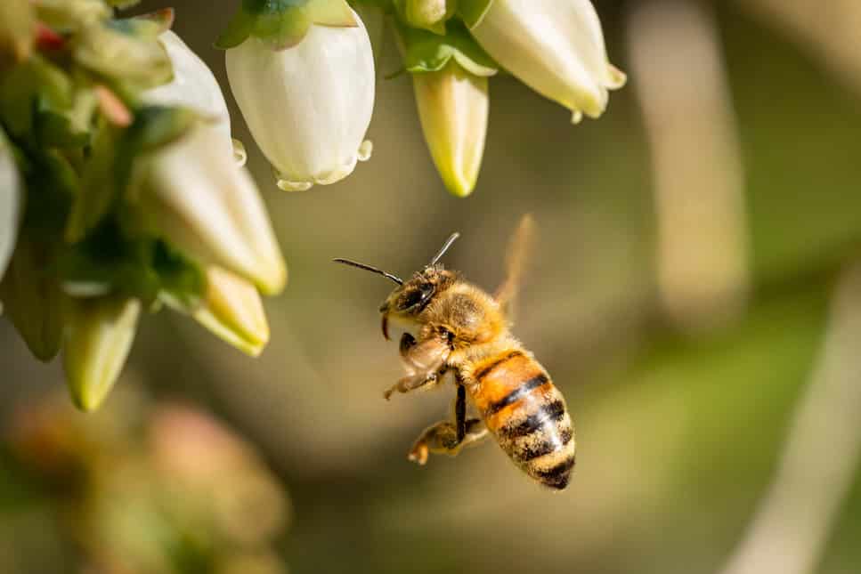 8 Flowers That Attract Bees