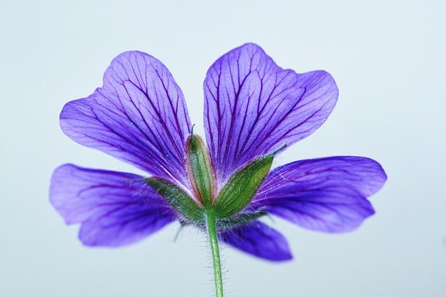 Geranium Flowers