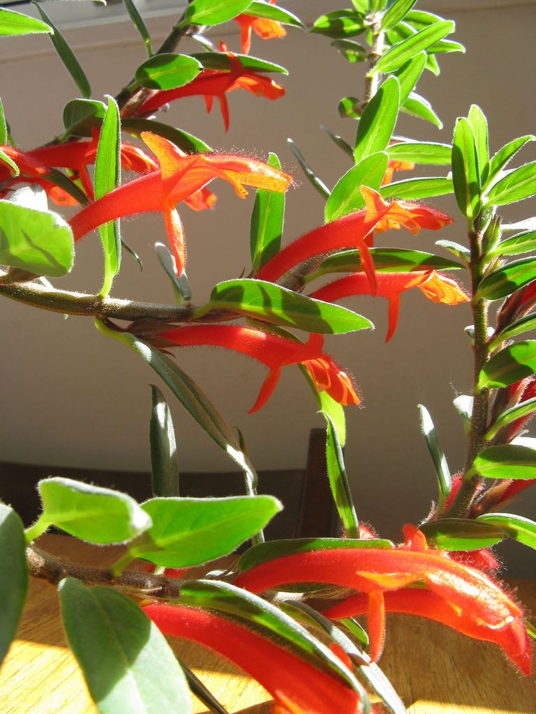 Goldfish Plant