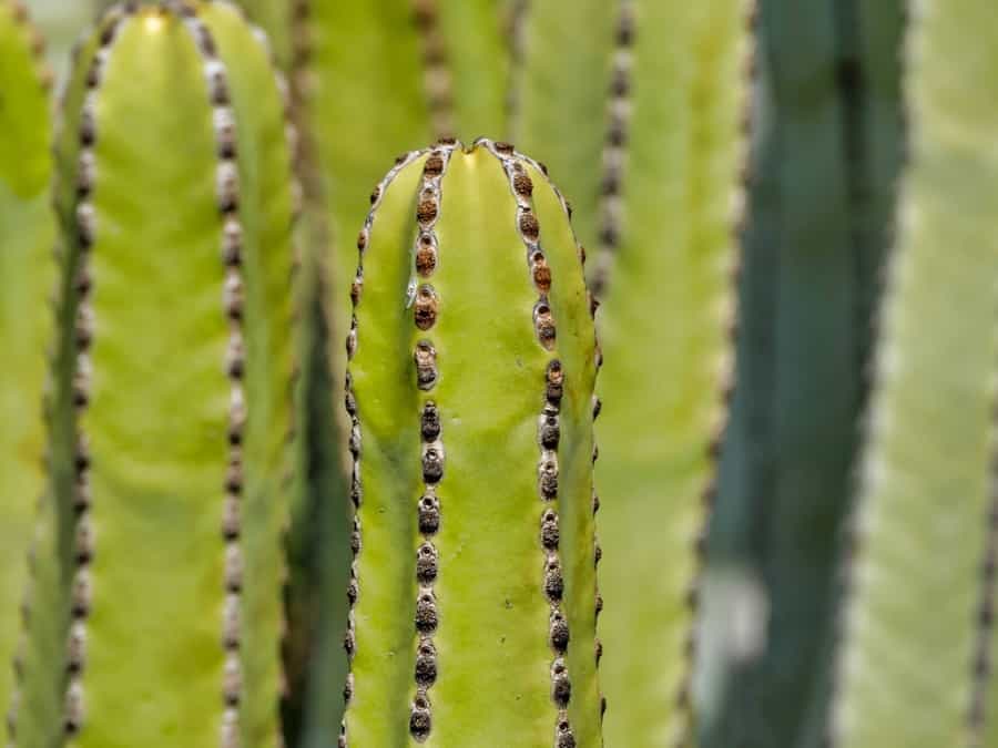 Growing a San Pedro Cactus Indoors