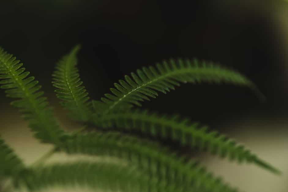 Growing Boston Ferns