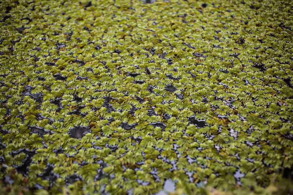 Growing Duckweed Indoors