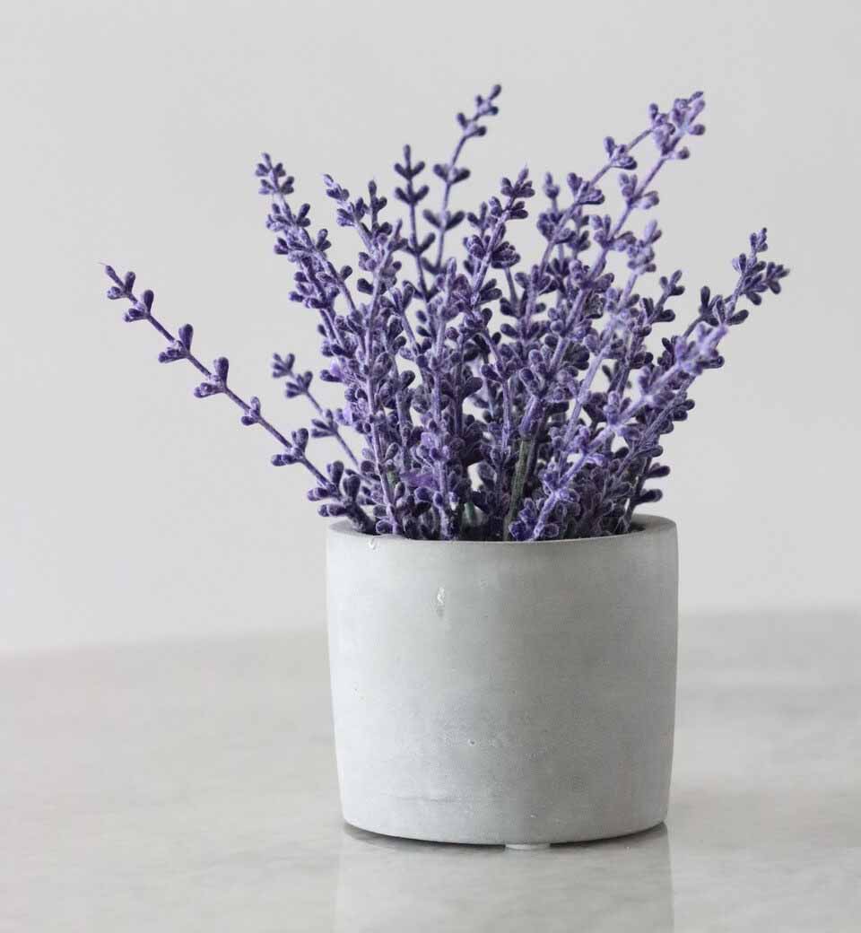 Growing Lavender Indoors