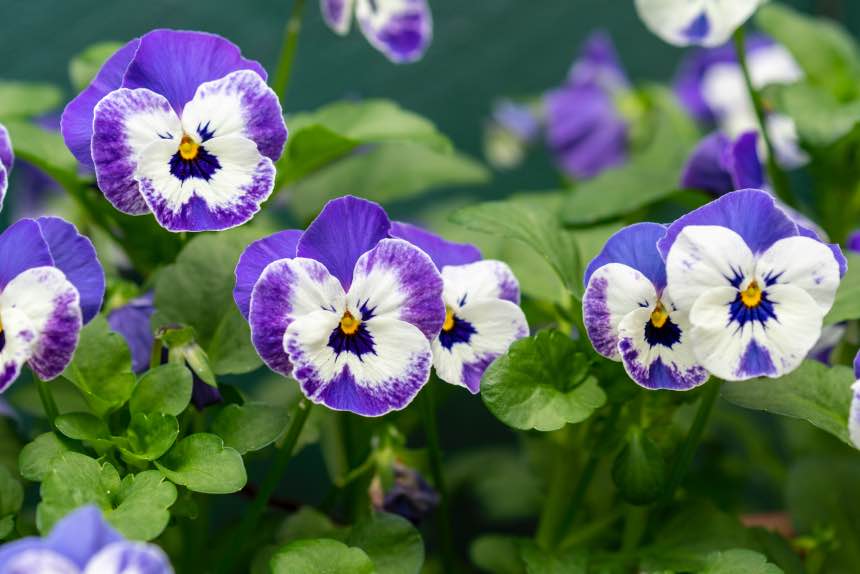 Growing and Caring for Morning Glory Indoors