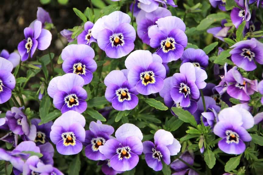 Growing Pansies Indoors