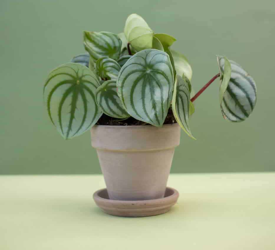 Growing Peperomia