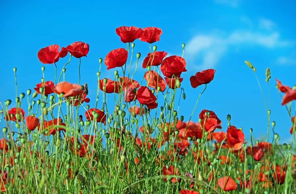 Growing Poppies Indoors? Here’s Everything You Need to Know
