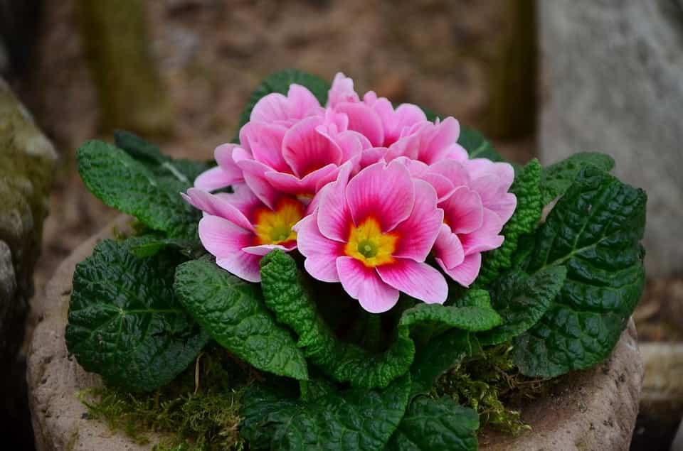 How To Grow Primrose Indoors