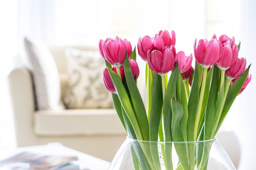 Growing Tulips Indoors