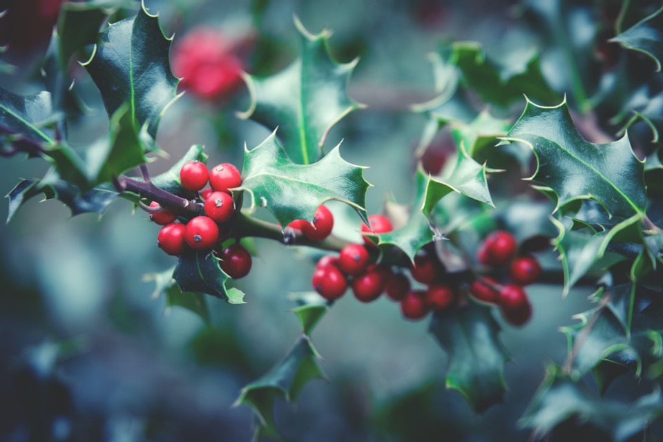 Growing Holly Indoors