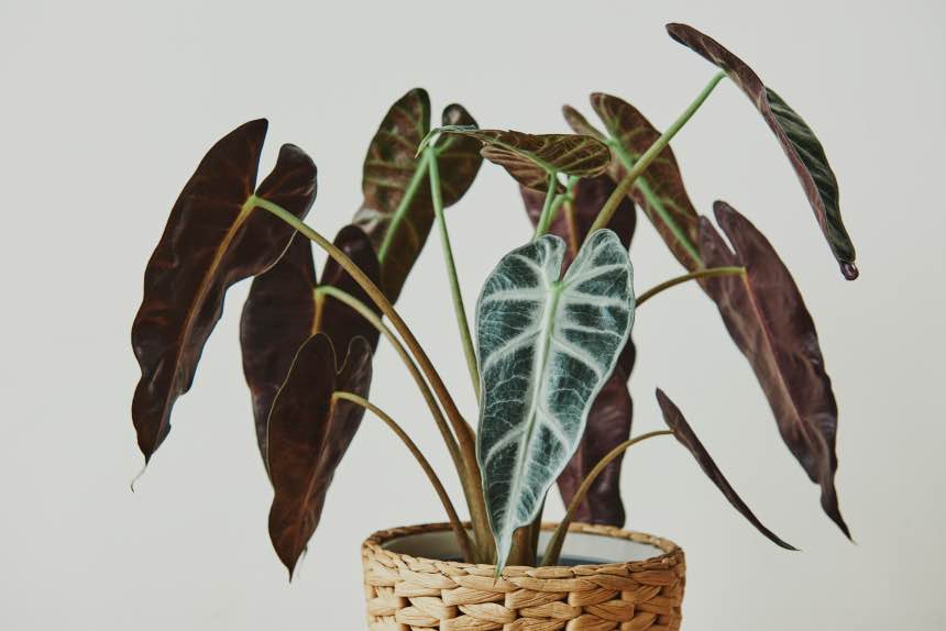 How to Grow Alocasia Indoors