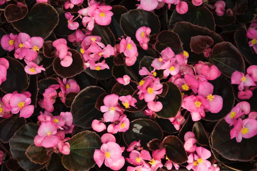 How to Grow Begonias Indoors