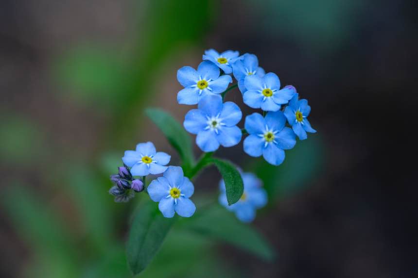 How To Grow Forget-Me-Not Flowers