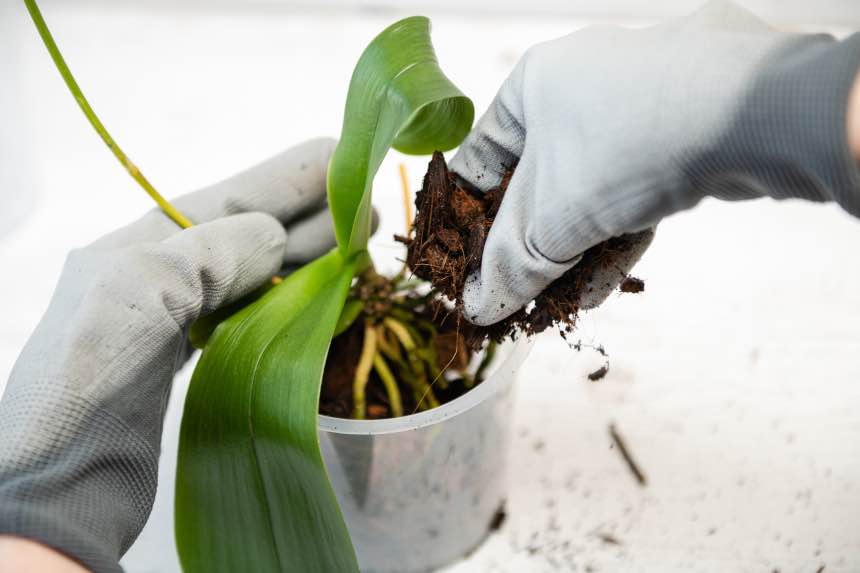 How To Repot Orchids