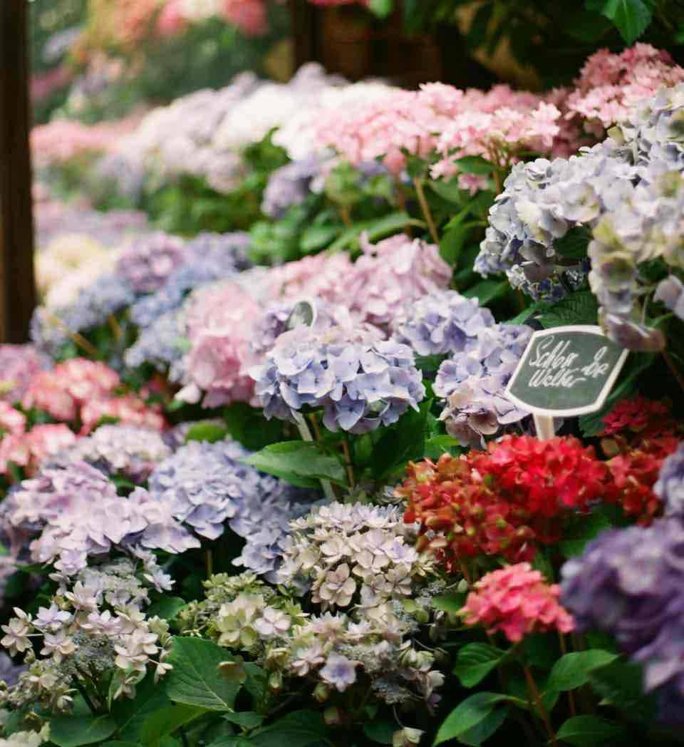 Hydrangea Care Guide