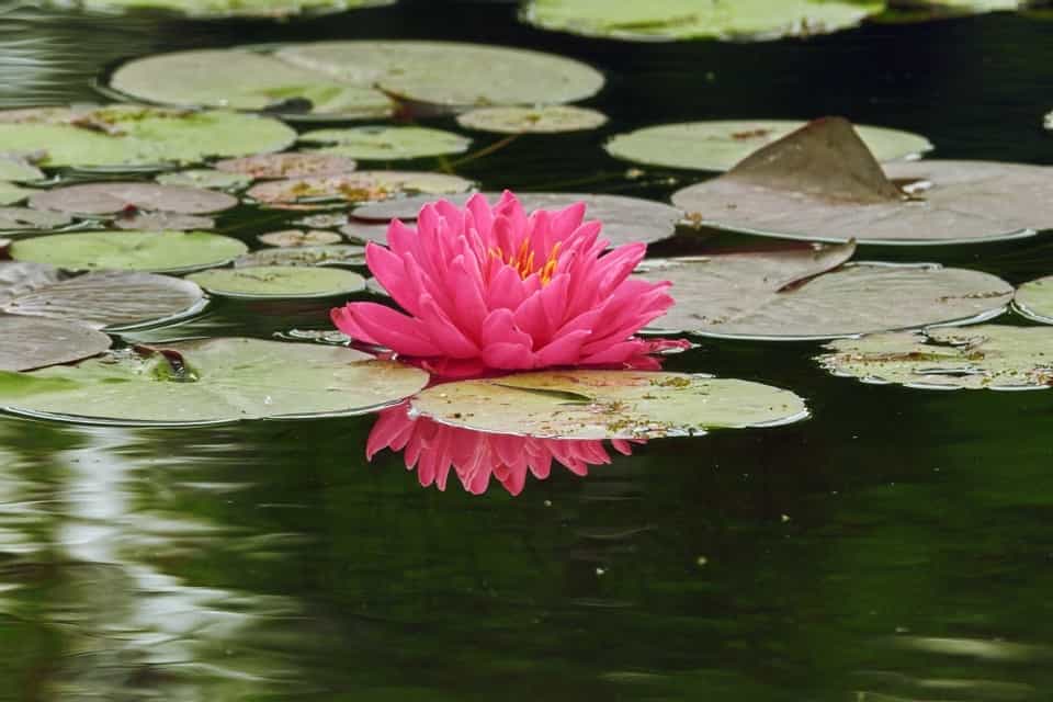 Indoor Water Lily Growing Tips