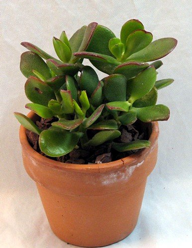 Jade Plant