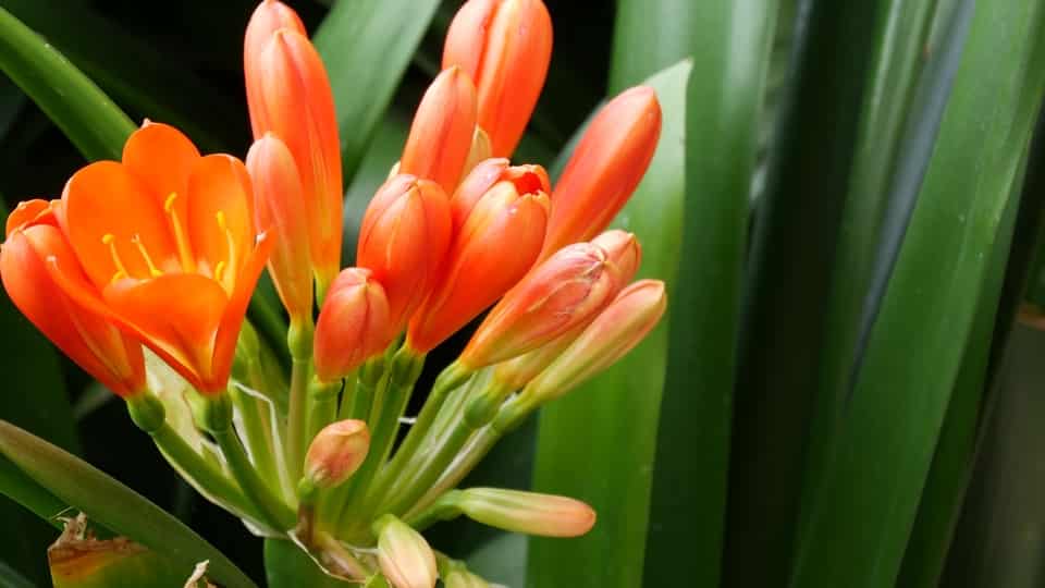 Growing a Kaffir Lily Plant Indoors