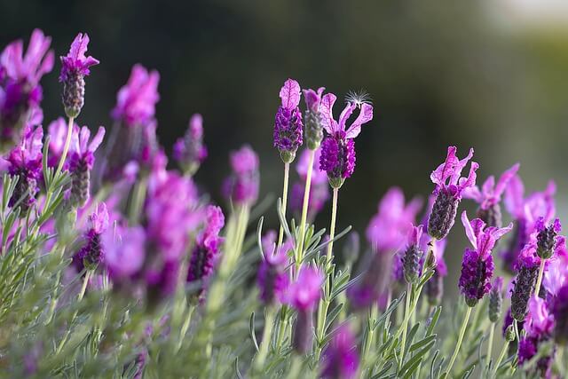 Lavender Plant