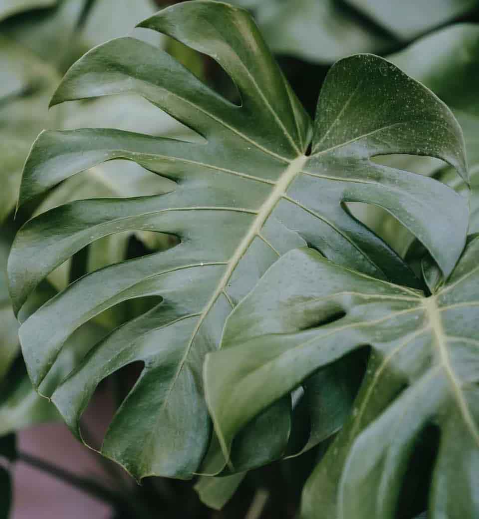 How to Care for Your Monstera Plant
