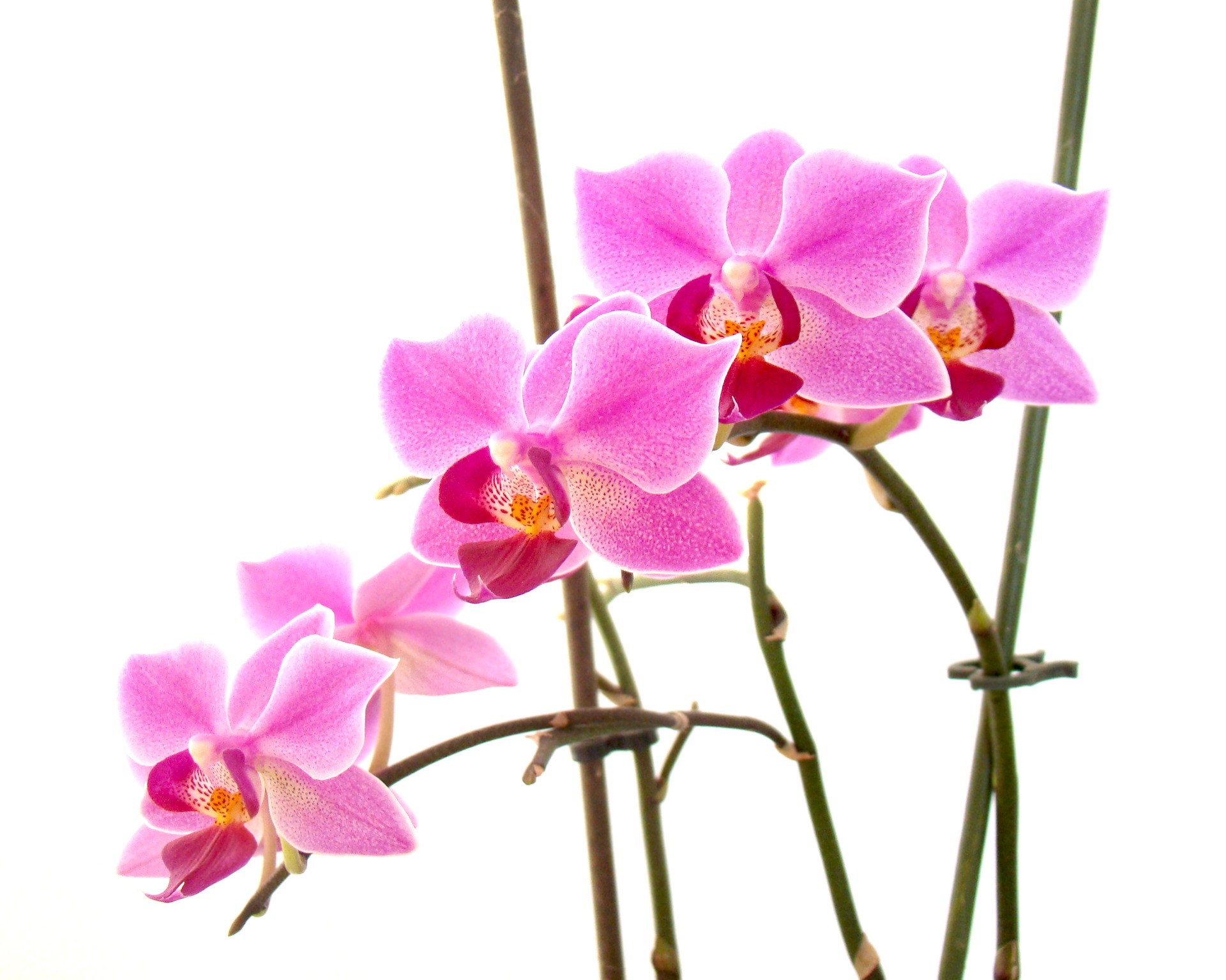 Moth Orchid