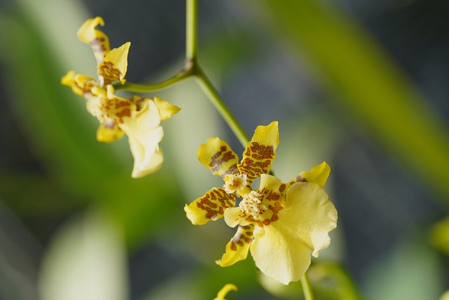 Oncidium Orchid