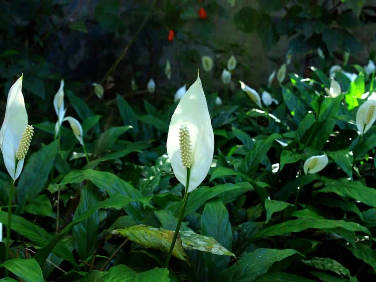 Growing Peace lilies Indoors