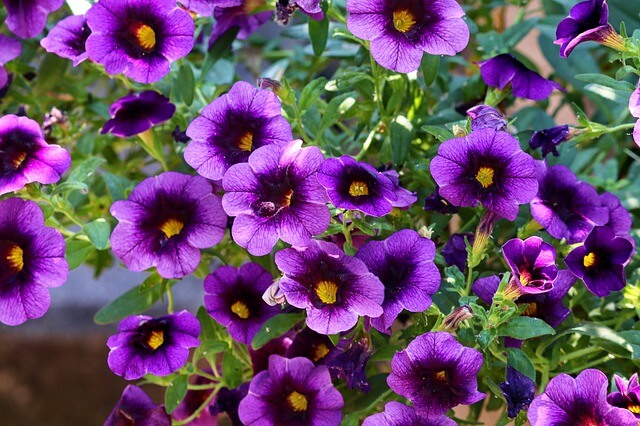 Petunia Flowers