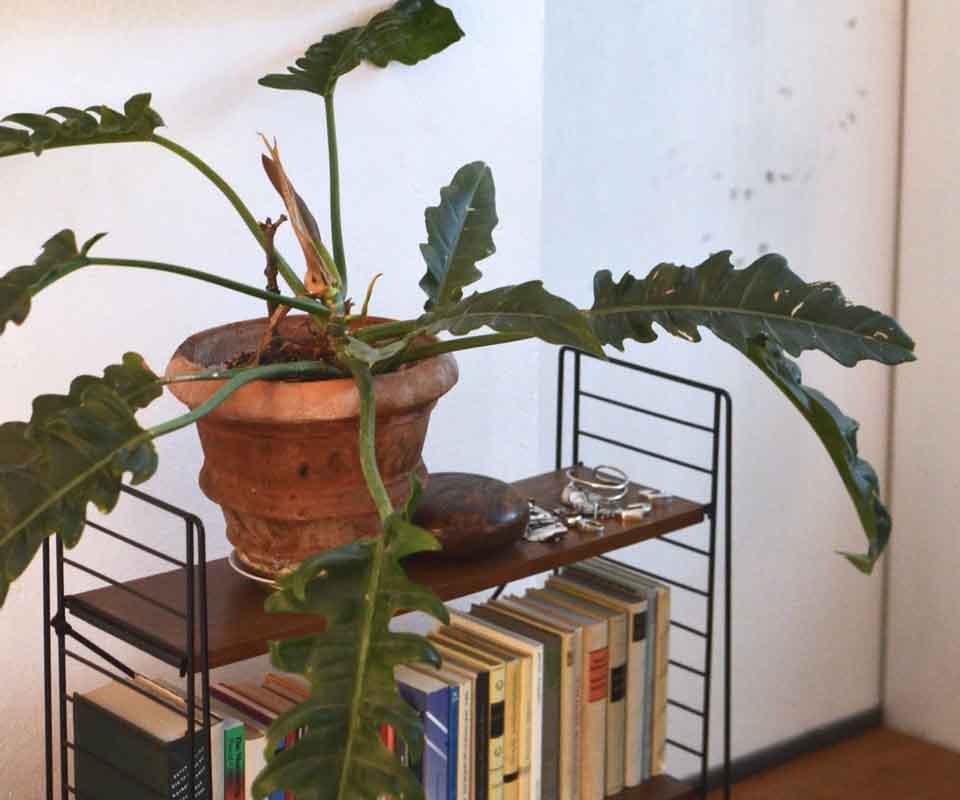 Caring for Your Philodendron