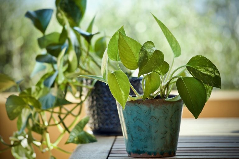 How to Grow Pothos Indoors