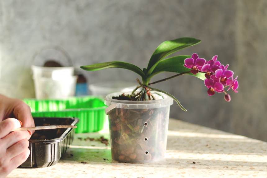 Best Potting Soil For Orchids