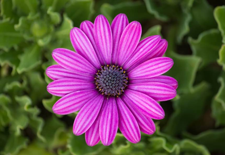 20 Purple Flowers To Brighten Up Your Garden