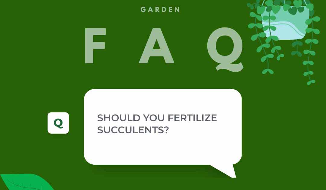 Should You Fertilize Succulents?
