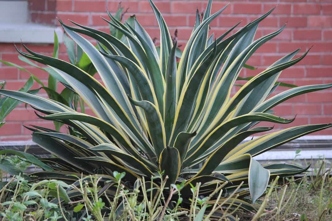 How To Grow Snake Plants