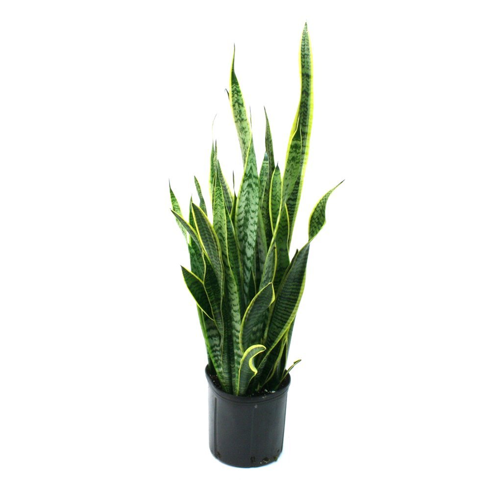 Snake Plant