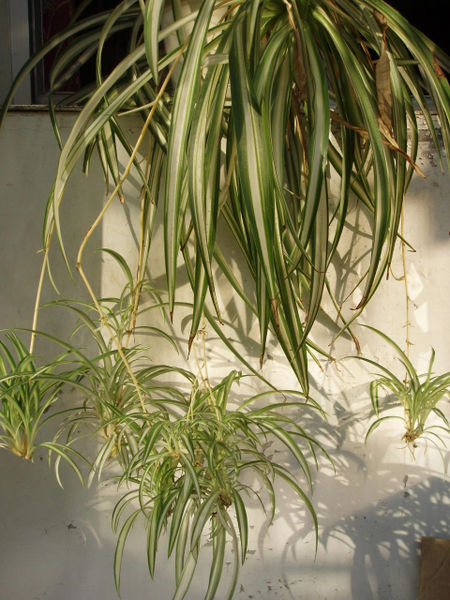 Spider Plant Shoots