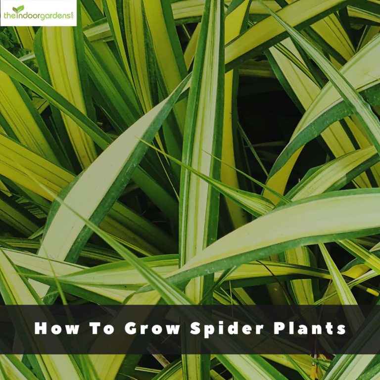 Growing Spider Plants Indoors