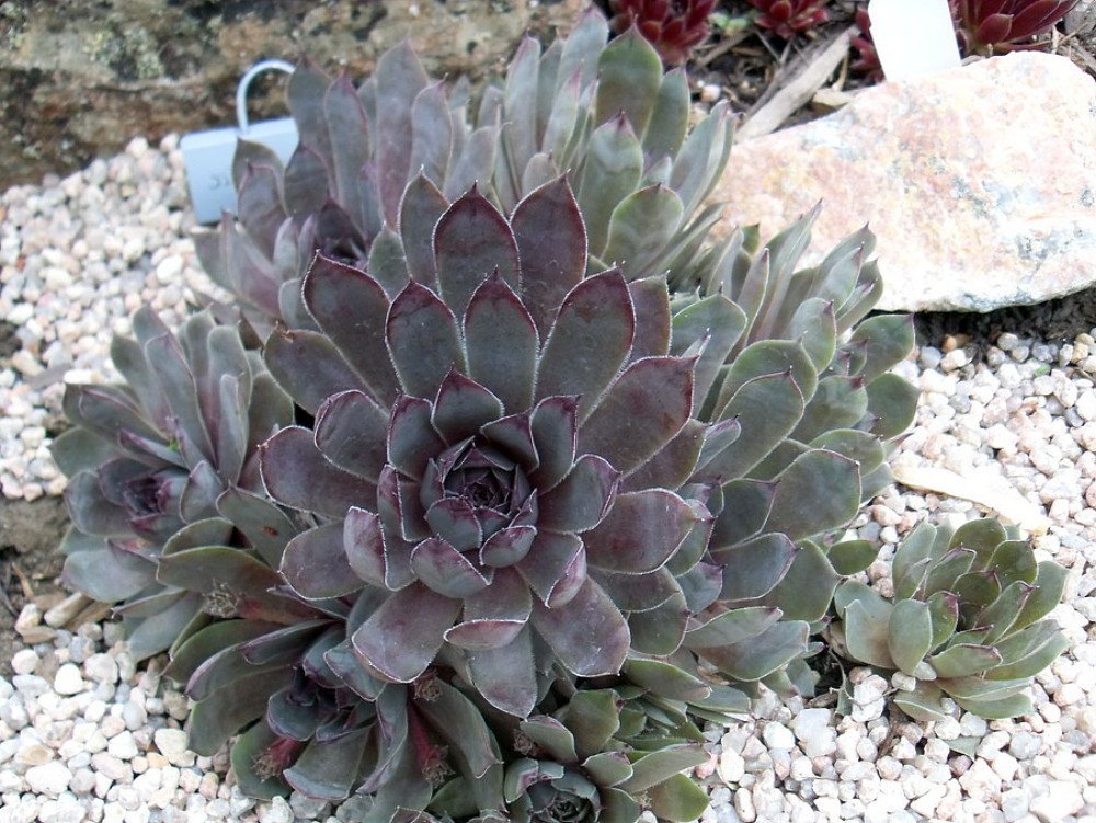 Hen and Chicks