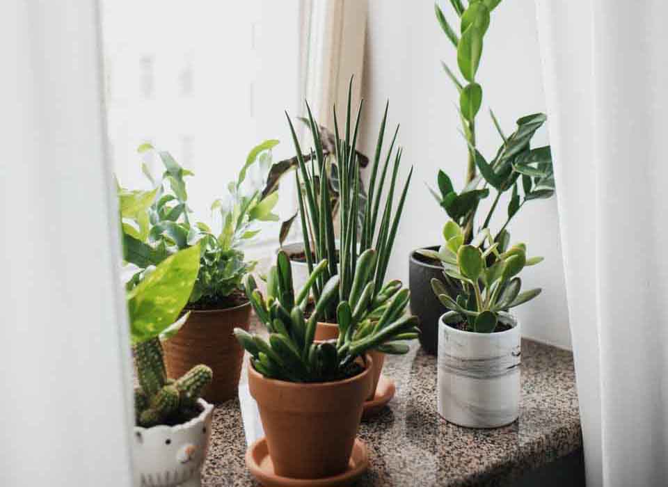 How To Keep Succulents Alive in Winter