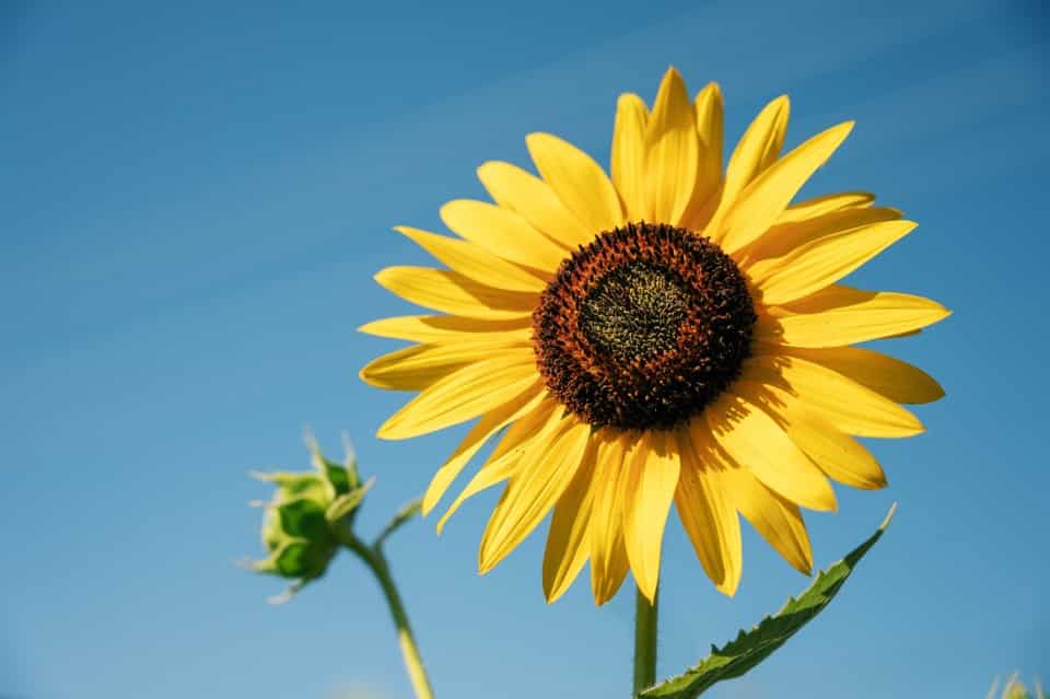 Growing Sunflowers Indoors