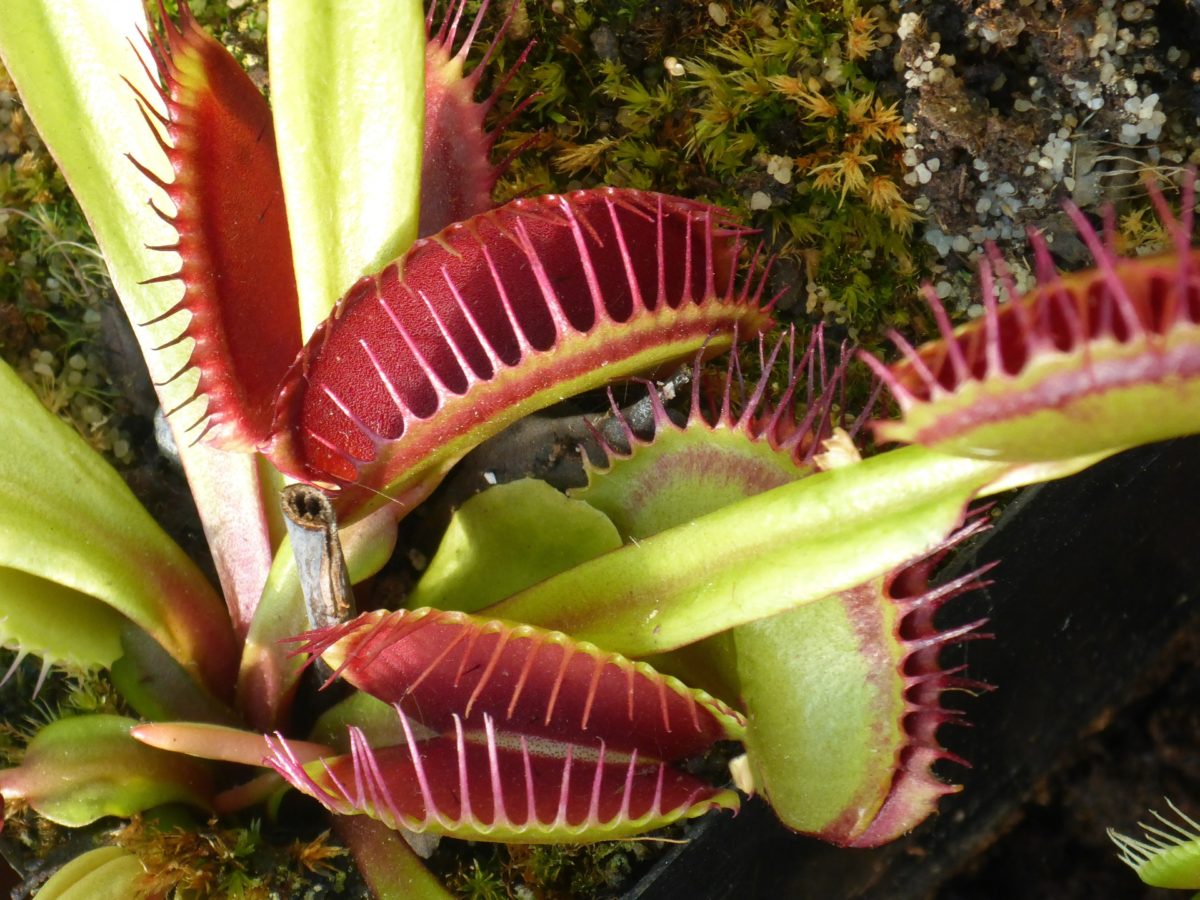 Growing a Venus Fly Trap Of Your Own