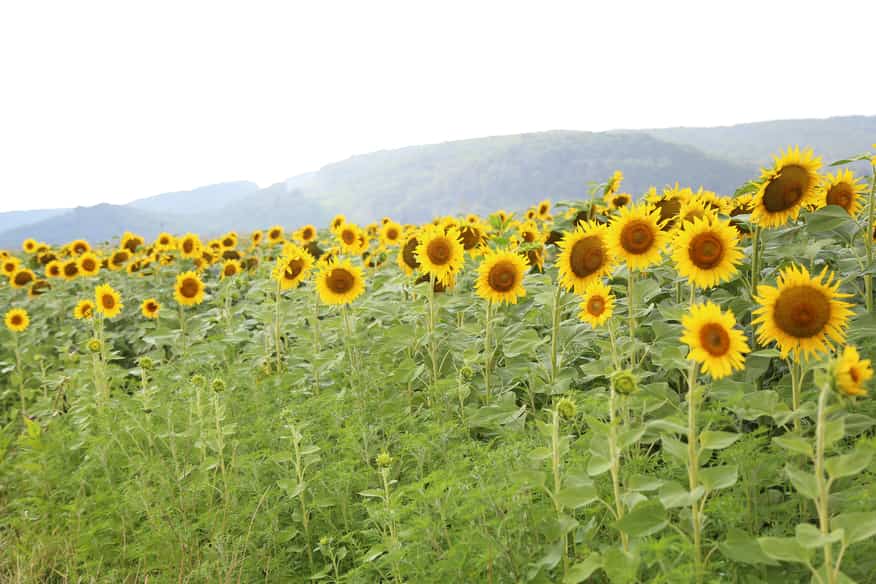 When To Plant Sunflowers