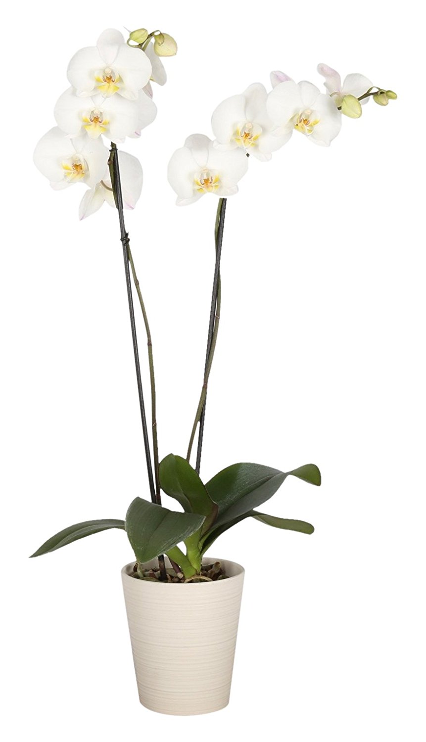 Moth Orchid