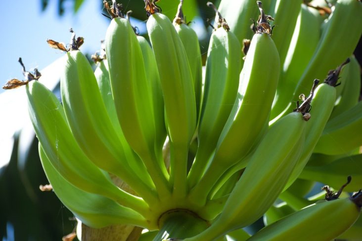 How To Grow a Banana Tree Indoors